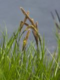 genus Carex