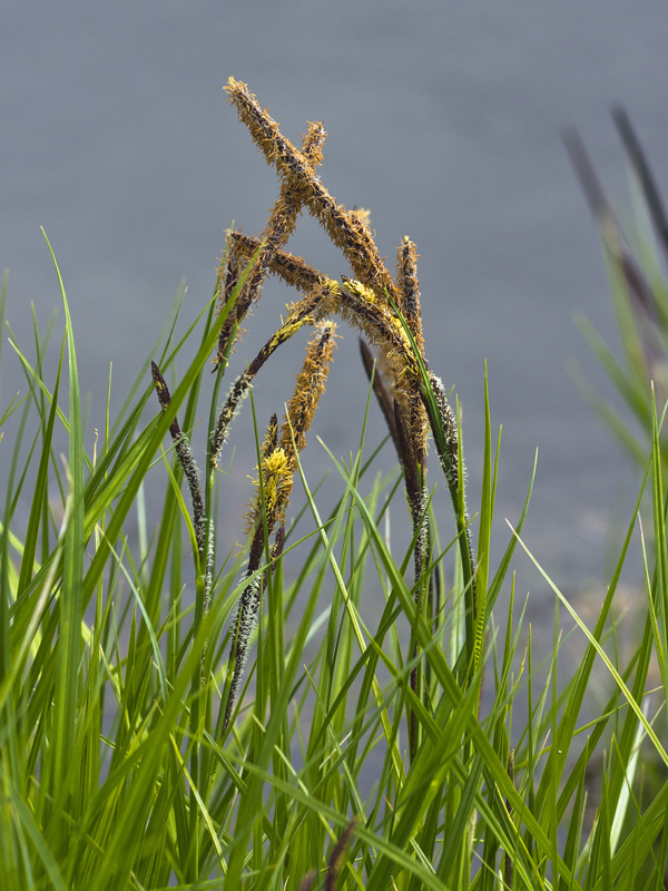 Изображение особи род Carex.