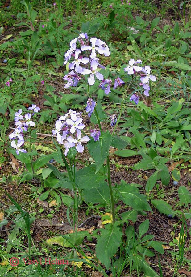 Image of Hesperis steveniana specimen.