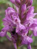 Dactylorhiza umbrosa