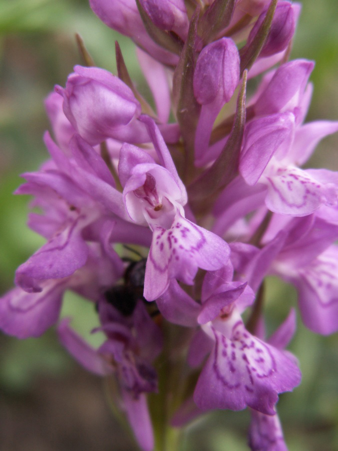 Image of Dactylorhiza umbrosa specimen.