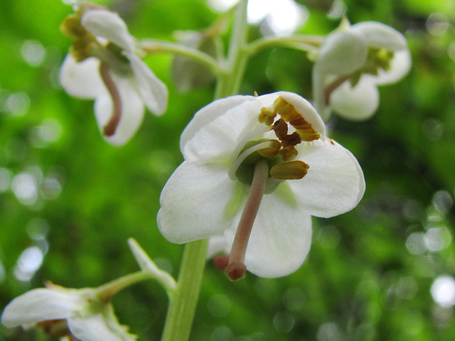 Image of Pyrola rotundifolia specimen.