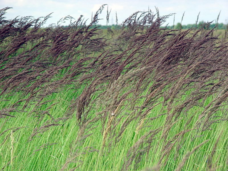 Изображение особи Calamagrostis epigeios.