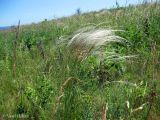 Stipa pulcherrima. Цветущее растение на участке восстановленной степи (завезена из Донецкой обл.). Украина, Черкасская обл., Каневский р-н, региональный ландшафтный парк \"Трахтемиров\". 4 июня 2011 г.