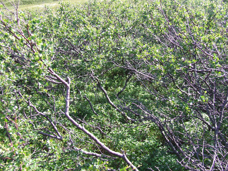 Image of Betula nana specimen.