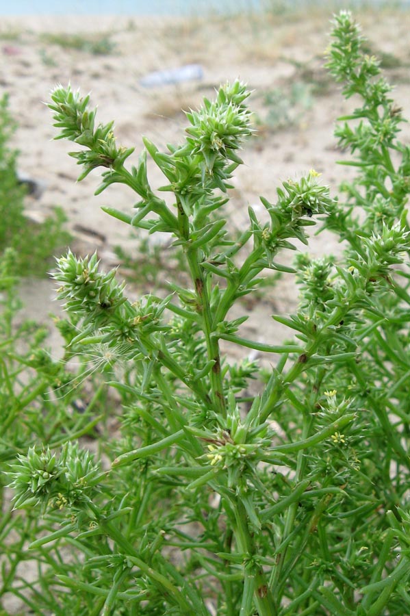 Image of Salsola pontica specimen.