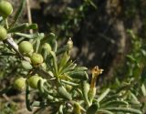 Lycium ruthenicum. Побег с созревающими плодами. Каракумы, Мервский оазис. Май 2011 г.