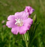 Epilobium hirsutum. Цветок. Ростовская обл., дельта Дона, Задонье, окр. хутора Петровский. 23 июня 2011 г.