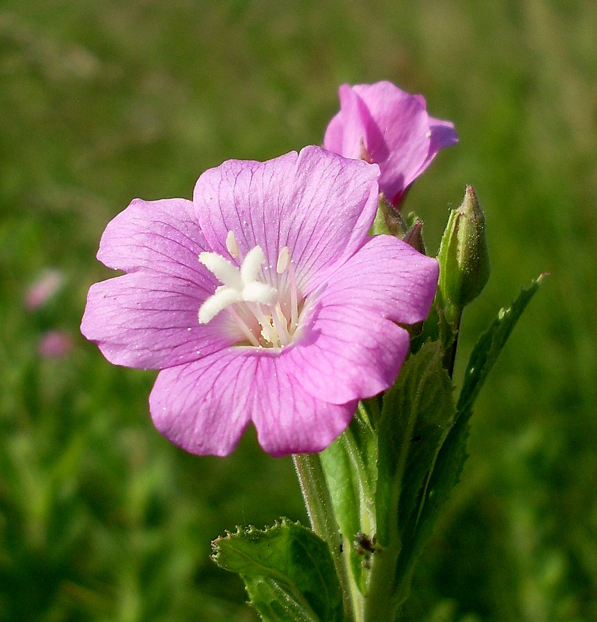 Изображение особи Epilobium hirsutum.