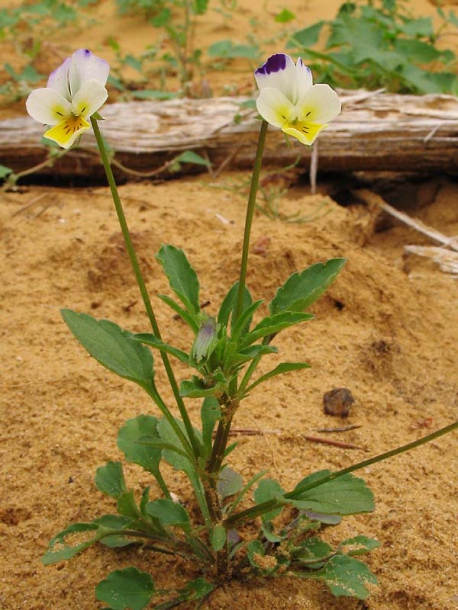 Image of Viola tricolor specimen.