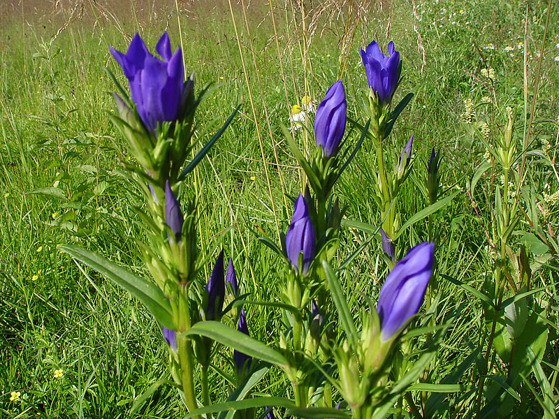 Изображение особи Gentiana pneumonanthe.