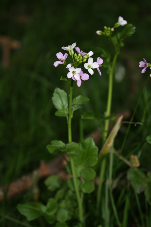 Изображение особи Cardamine seidlitziana.