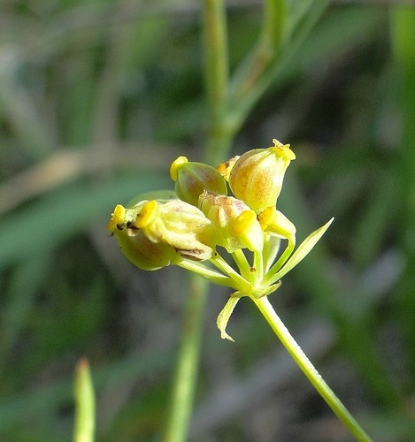 Image of Bupleurum falcatum specimen.