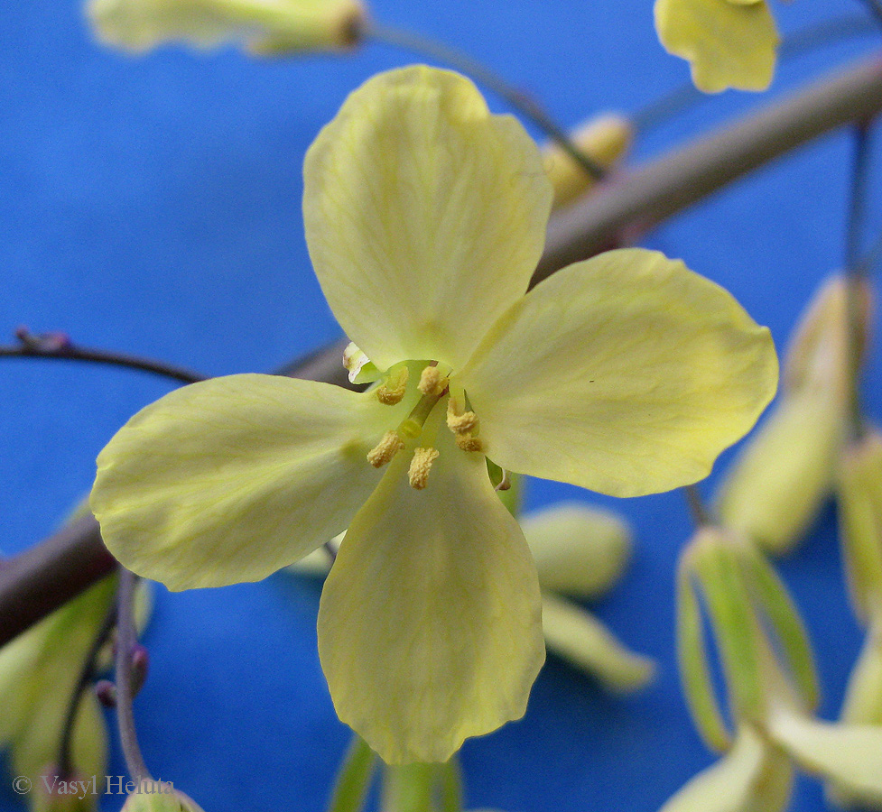 Image of Brassica oleracea var. viridis specimen.