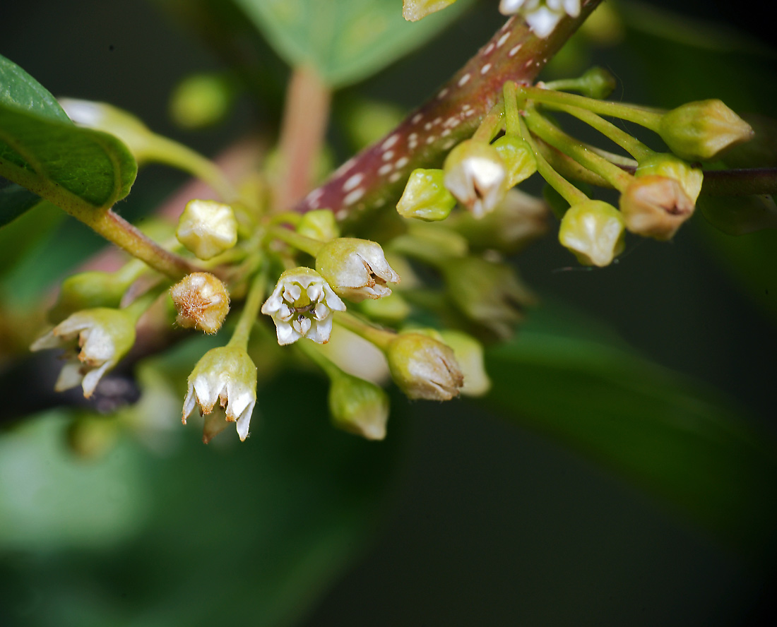 Изображение особи Frangula alnus.