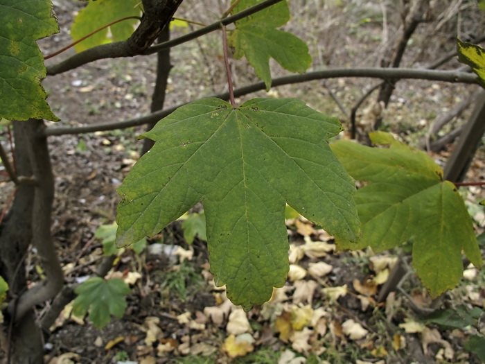 Image of Acer pseudoplatanus specimen.