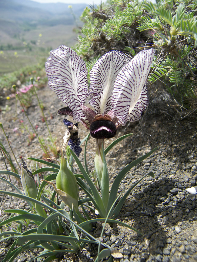 Изображение особи Iris medwedewii.