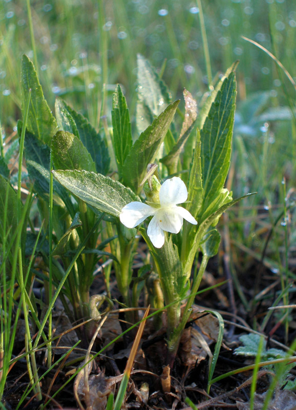 Image of Viola accrescens specimen.