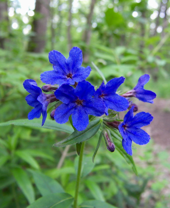 Image of Aegonychon purpureocaeruleum specimen.