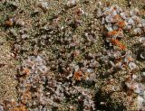 Acantholimon diapensioides