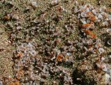 Acantholimon diapensioides. Цветущее растение. Таджикистан, Памир, восточнее перевала Кой-Тезек, 4200 м н.у.м. 02.08.2011.