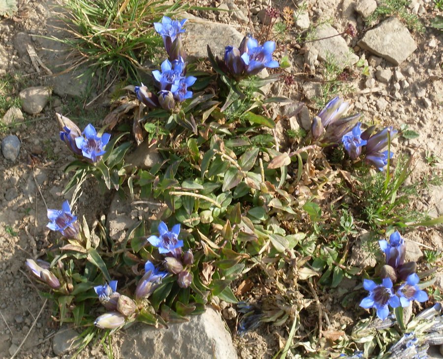 Изображение особи Gentiana septemfida.