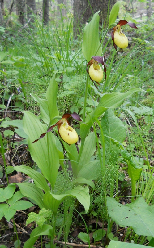 Image of Cypripedium calceolus specimen.