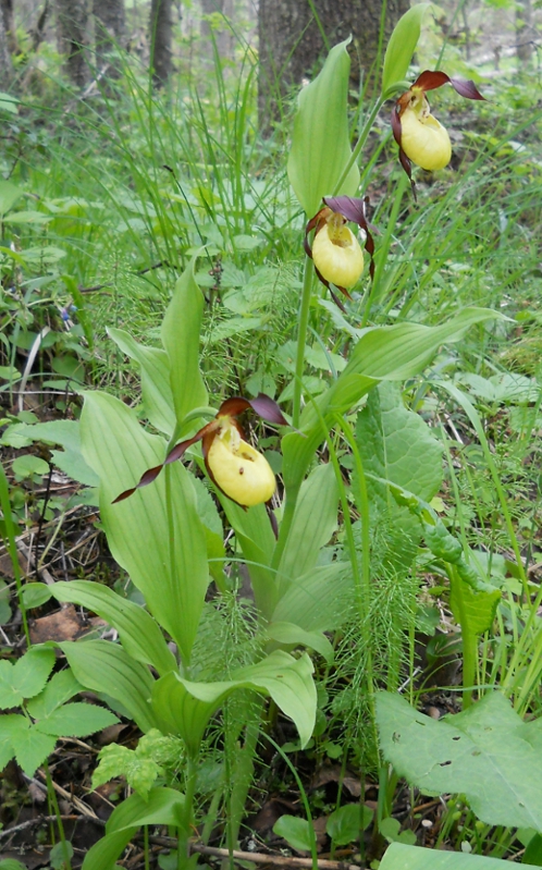 Изображение особи Cypripedium calceolus.