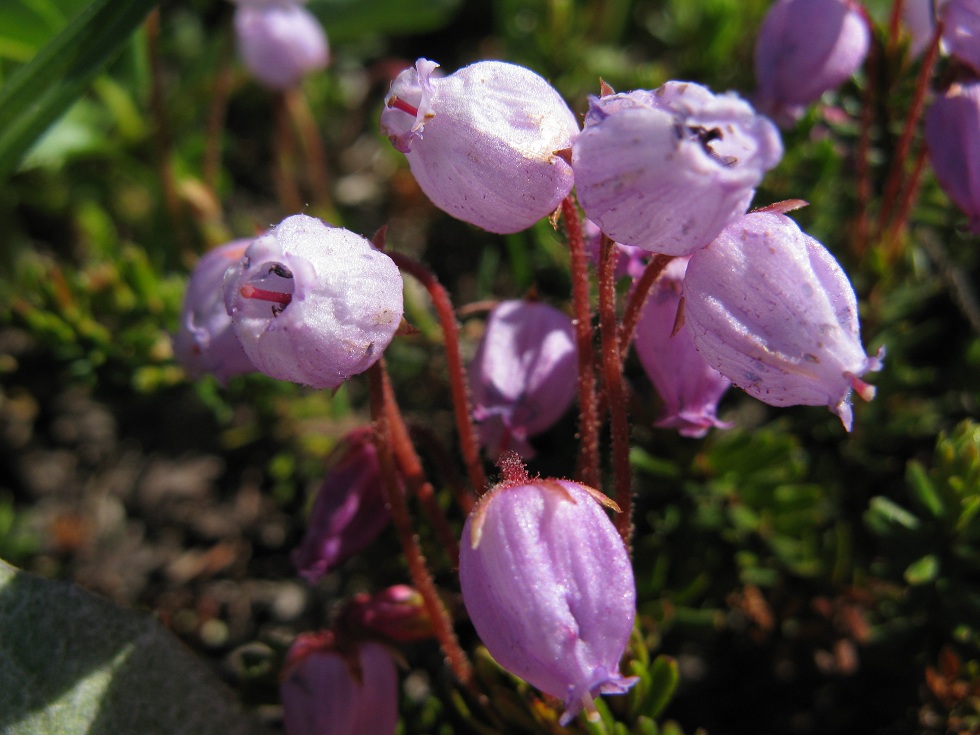 Image of Phyllodoce caerulea specimen.