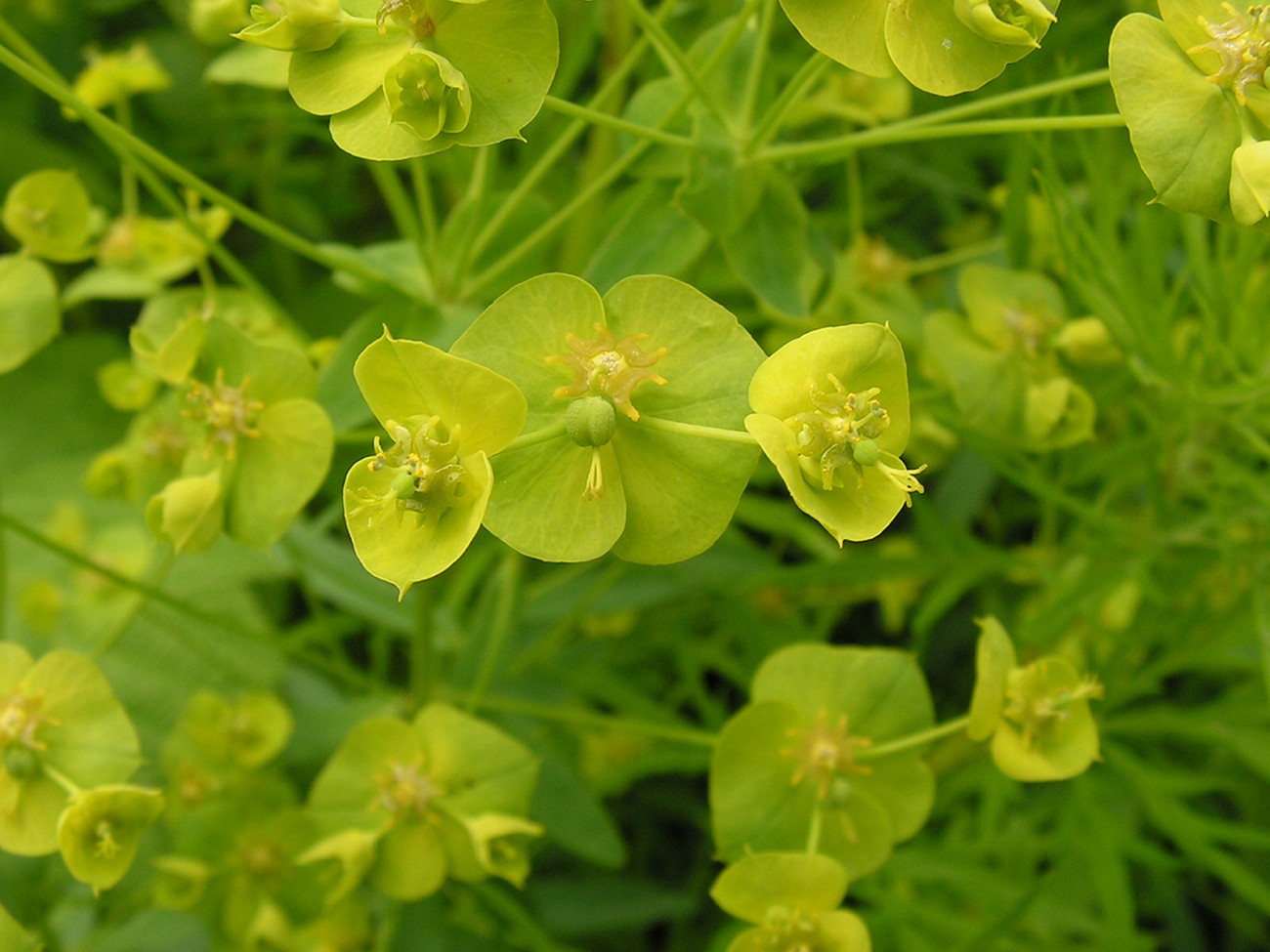 Изображение особи Euphorbia esula.