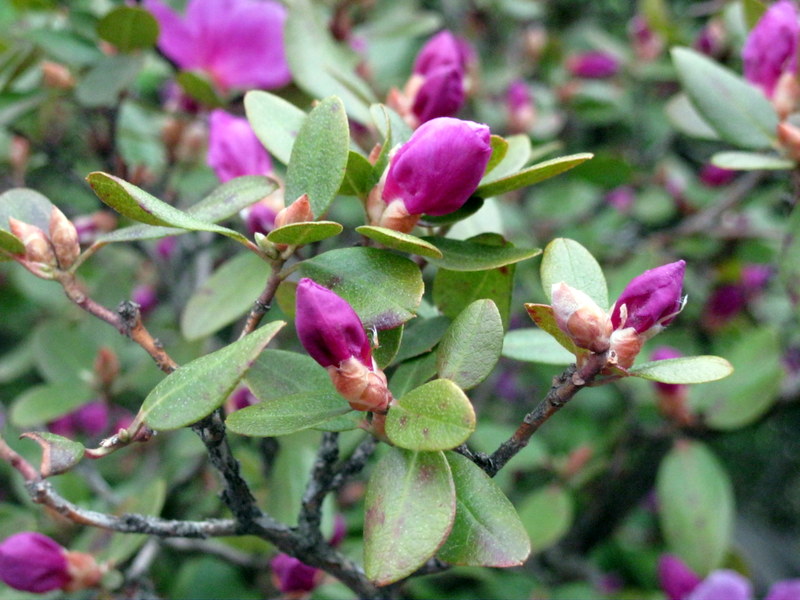 Image of Rhododendron ledebourii specimen.