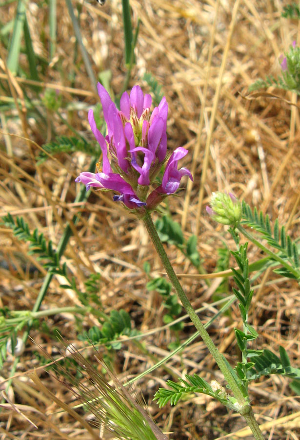 Изображение особи Astragalus onobrychis.