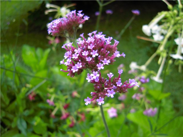 Изображение особи Verbena bonariensis.