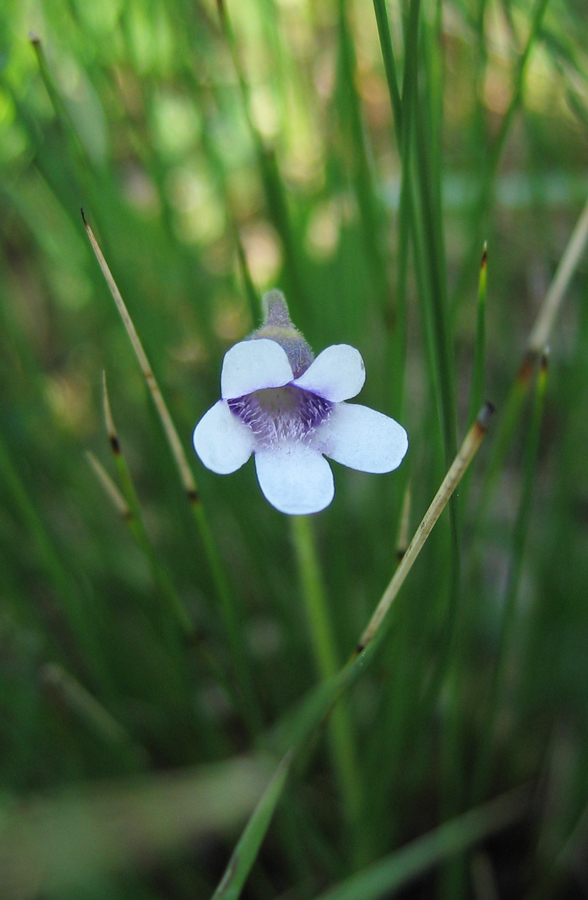 Изображение особи Pinguicula bicolor.