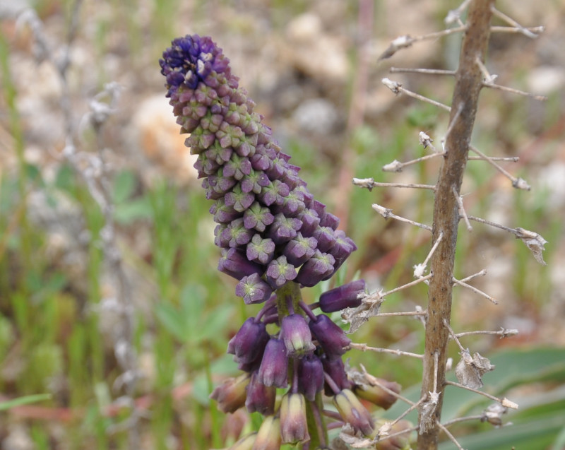 Image of Leopoldia comosa specimen.