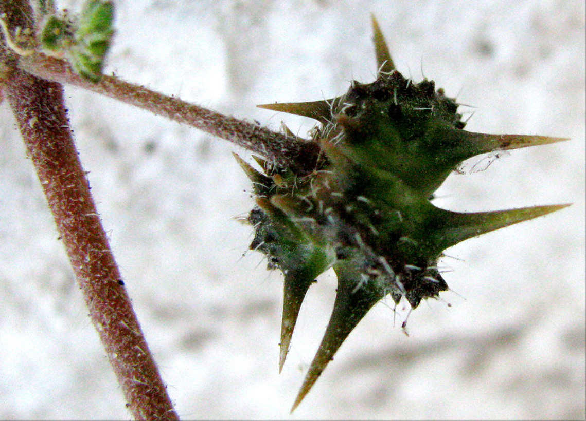 Изображение особи Tribulus terrestris.