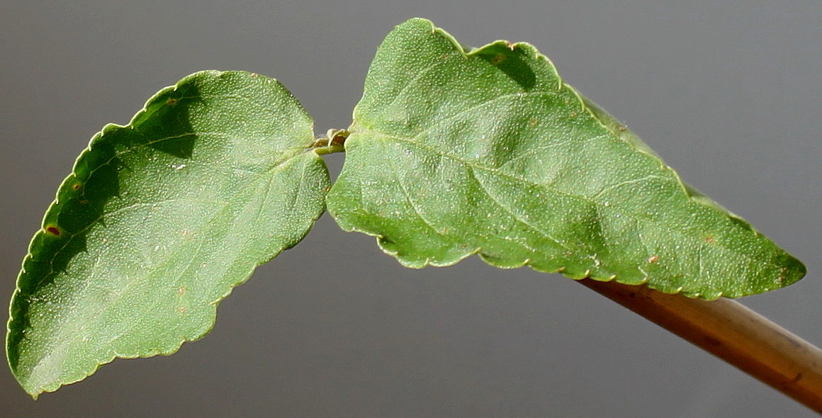 Image of Deutzia &times; magnifica specimen.