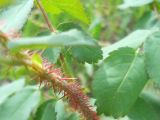 Rosa acicularis