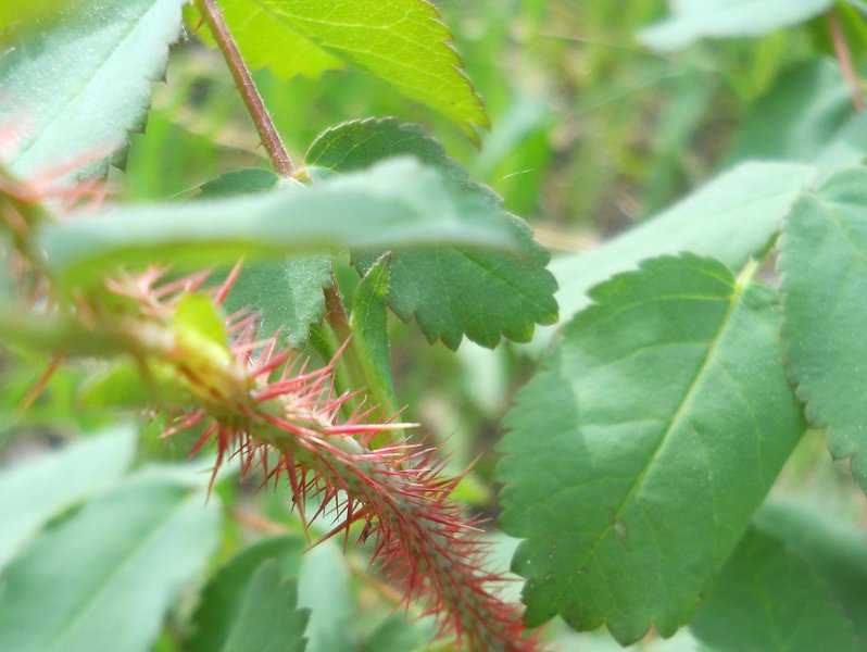Image of Rosa acicularis specimen.