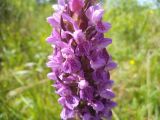 Dactylorhiza incarnata. Часть соцветия. Московская обл., Лотошинский р-н, окр. дер. Савостино, пойма р. Русса. 13.06.2012.