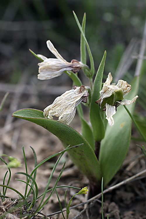 Изображение особи Rhinopetalum stenantherum.