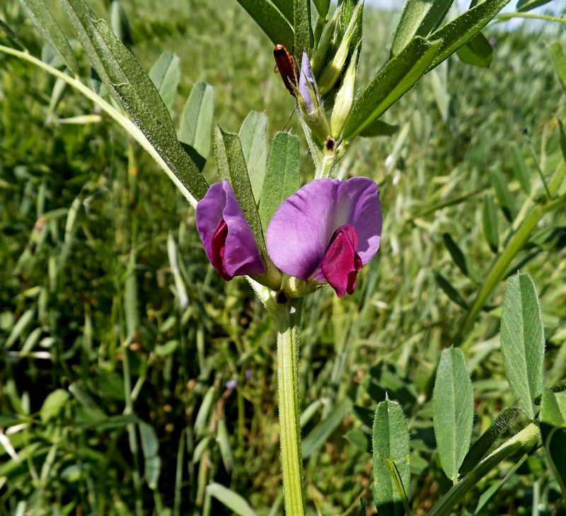 Изображение особи Vicia sativa.