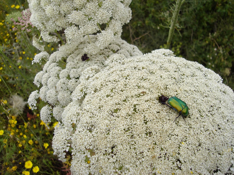 Изображение особи Daucus carota.