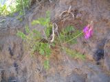 Hedysarum caucasicum. Цветущее растение на обрыве песчаной гряды. Кабардино-Балкария, долина р. Кала-Кулак, урочище Джилы-Су, ≈ 2400 м н.у.м. 26.07.2012.
