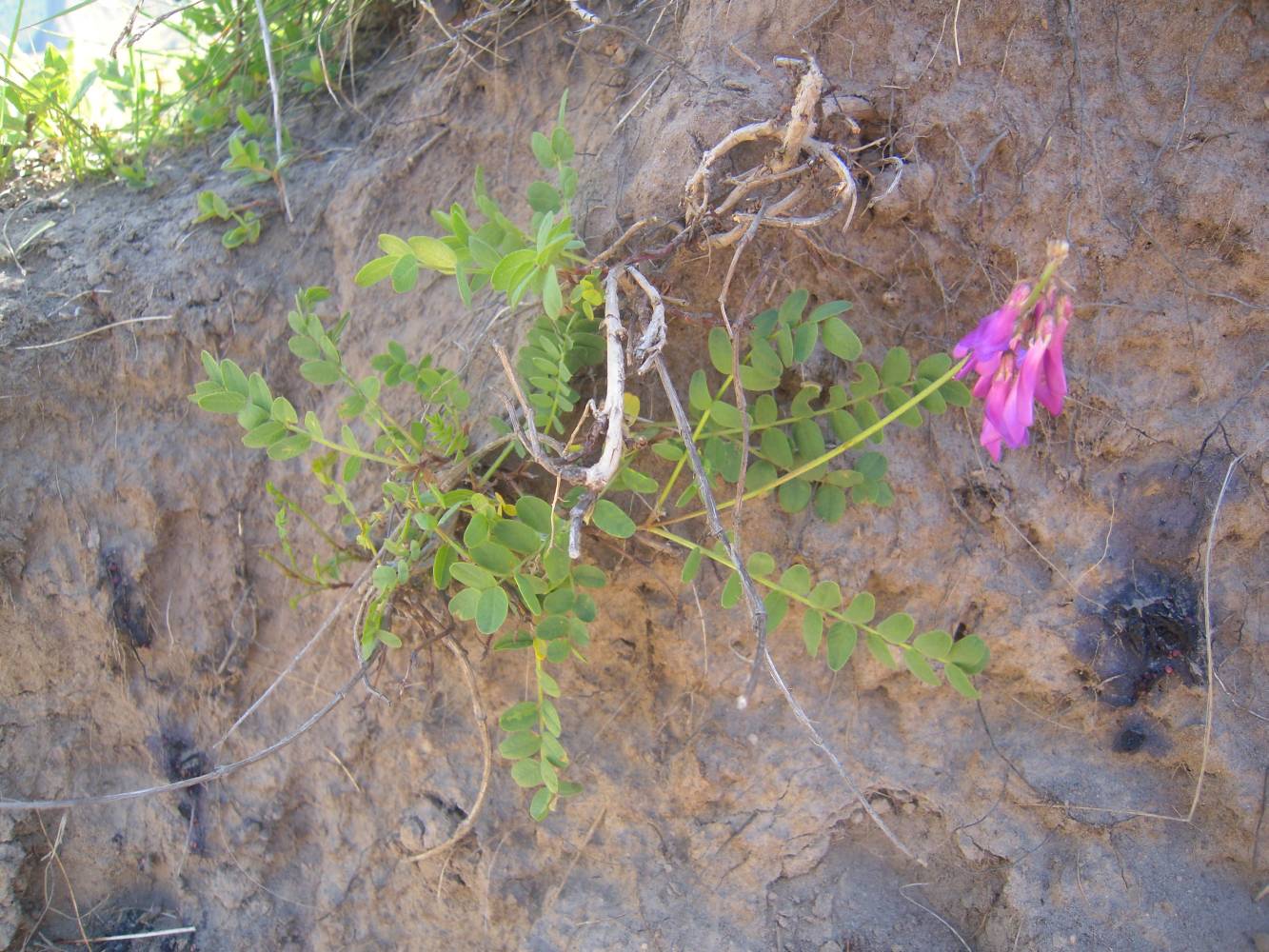 Image of Hedysarum caucasicum specimen.