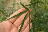 Cannabis sativa var. spontanea