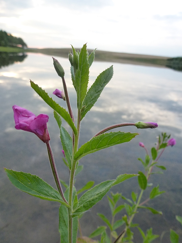 Изображение особи Epilobium hirsutum.