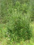 Salix bebbiana