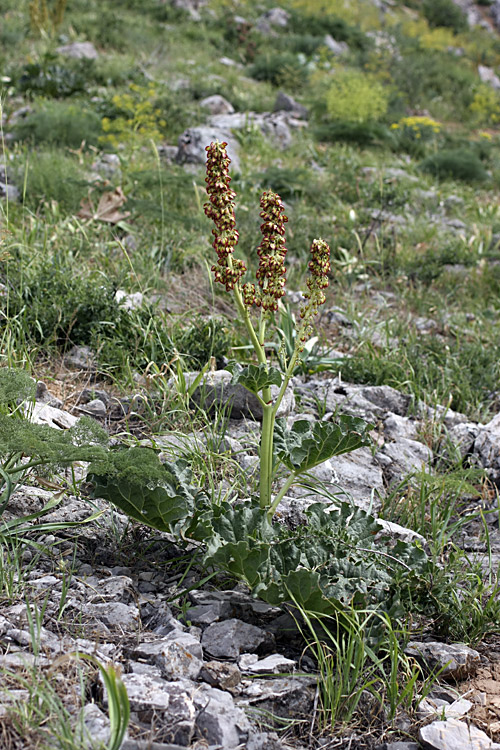 Image of Rheum cordatum specimen.