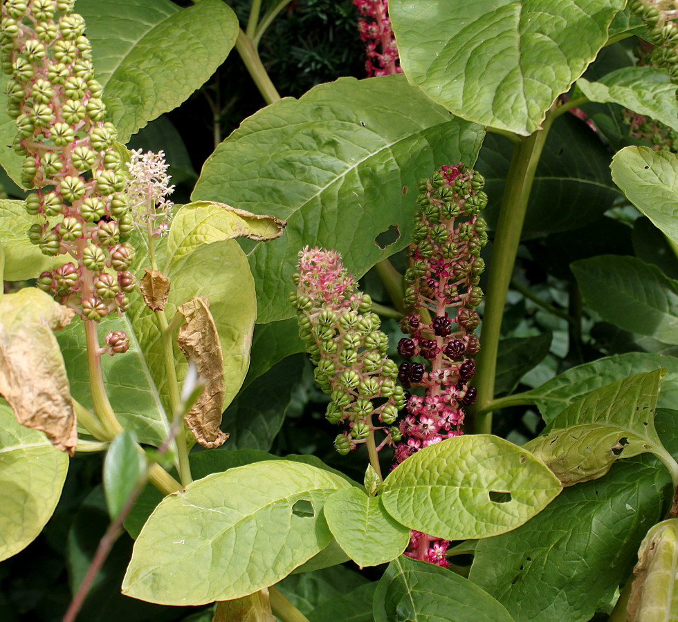 Изображение особи Phytolacca acinosa.